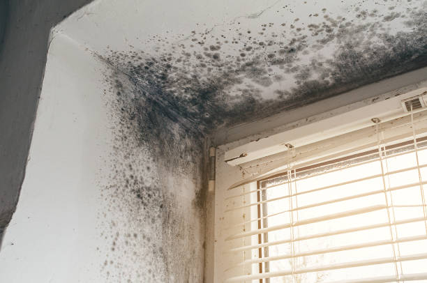 Affordable Mold Remediation solutions in Mitchells, VA