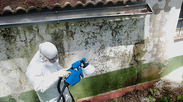 Top rated local Mold Remediation specialists in Mitchells, VA